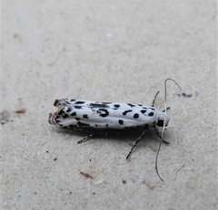Ethmia bittenella