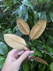 Chrysophyllum oliviforme