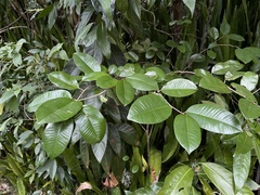 Chrysophyllum oliviforme