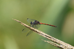 Orthemis ambinigra