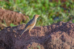 Cisticola marginatus