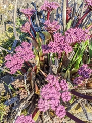 Lomatium columbianum