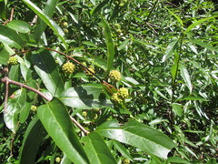 Cephalanthus glabratus