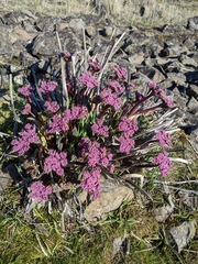 Lomatium columbianum