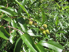 Cephalanthus glabratus