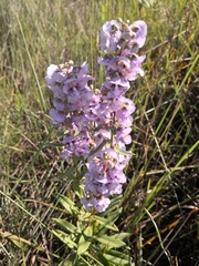 Angelonia integerrima