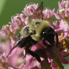 Bombus griseocollis