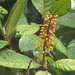 Byrsonima stipulacea - Photo (c) Marcio Santos Ferreira, some rights reserved (CC BY-NC), uploaded by Marcio Santos Ferreira