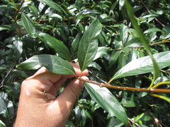 Cephalanthus glabratus
