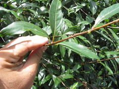 Cephalanthus glabratus
