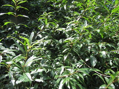 Cephalanthus glabratus