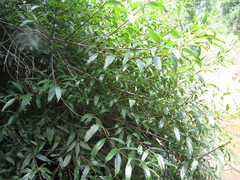 Cephalanthus glabratus