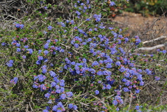 Ceanothus dentatus