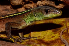 West African Striped Lizard photo 4