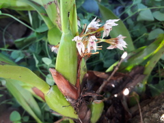 Maxillaria densa