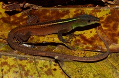 West African Striped Lizard photo 2