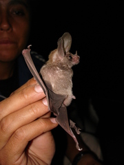 Macrotus waterhousii