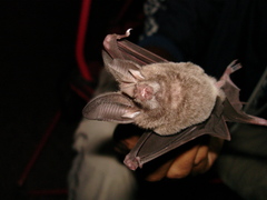 Macrotus waterhousii