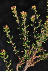Ceanothus dentatus
