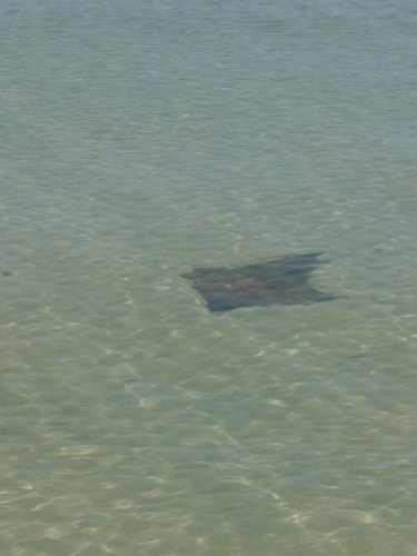 Cownose Ray photographed in Mississippi