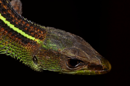 West African Striped Lizard, Poromera fordii