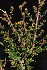 Ceanothus dentatus
