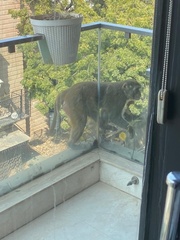 Macaca mulatta