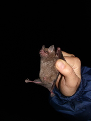 Carollia subrufa