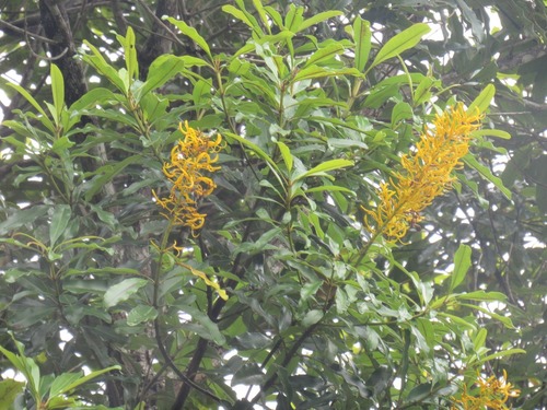 Vochysia angelica
