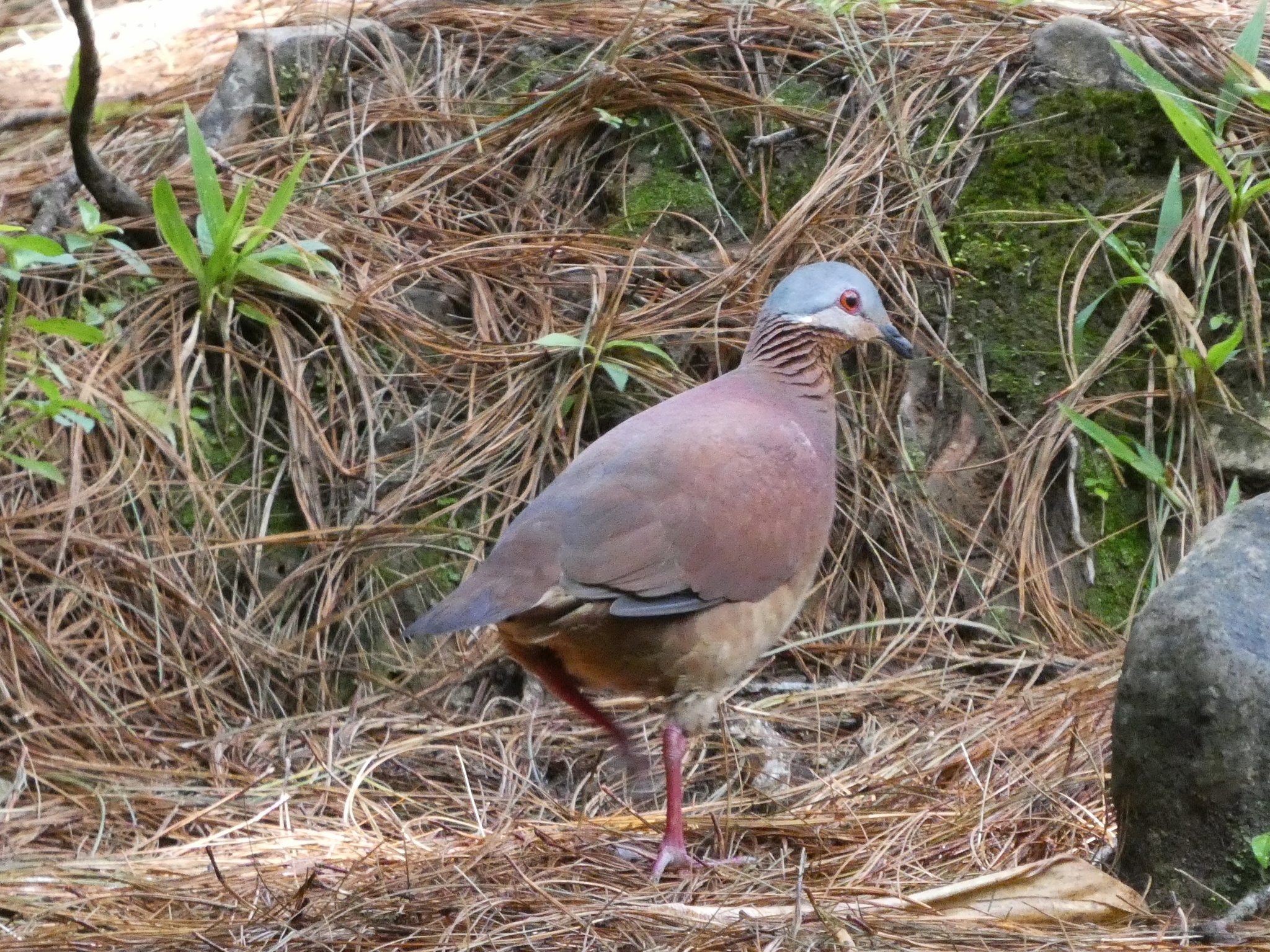 Chiriqui Quail-Dove (Zentrygon chiriquensis), photo 10