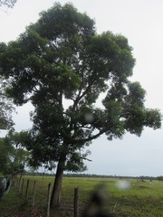 Vochysia angelica