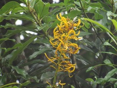 Vochysia angelica