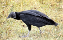 Coragyps atratus image