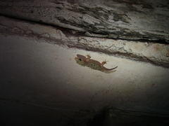 Phyllodactylus lanei