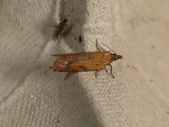 Constrictana constrictana