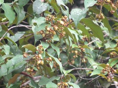 Vismia brasiliensis