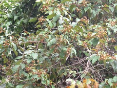Vismia brasiliensis