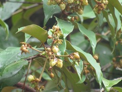 Vismia brasiliensis