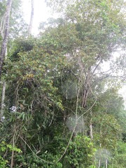 Vismia brasiliensis