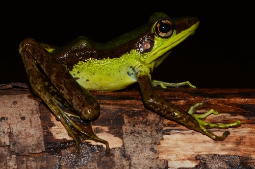 Hylarana lepus