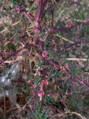 Salsola tragus