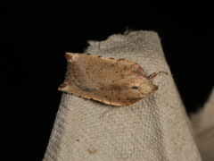 Arachnographa micrastrella