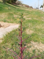 Salsola tragus