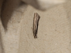 Leptosaces schistopa