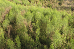 Baccharis notosergila