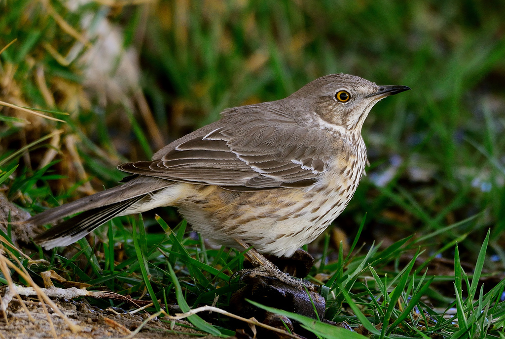 Oreoscoptes