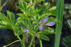 Cleome titubans