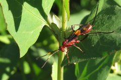 Compsocryptus melanostigma
