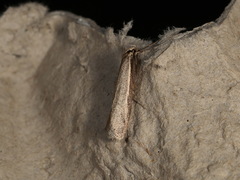 Oecophorinae