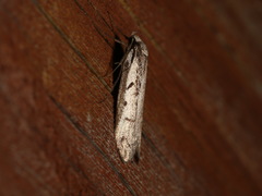 Philobota stella